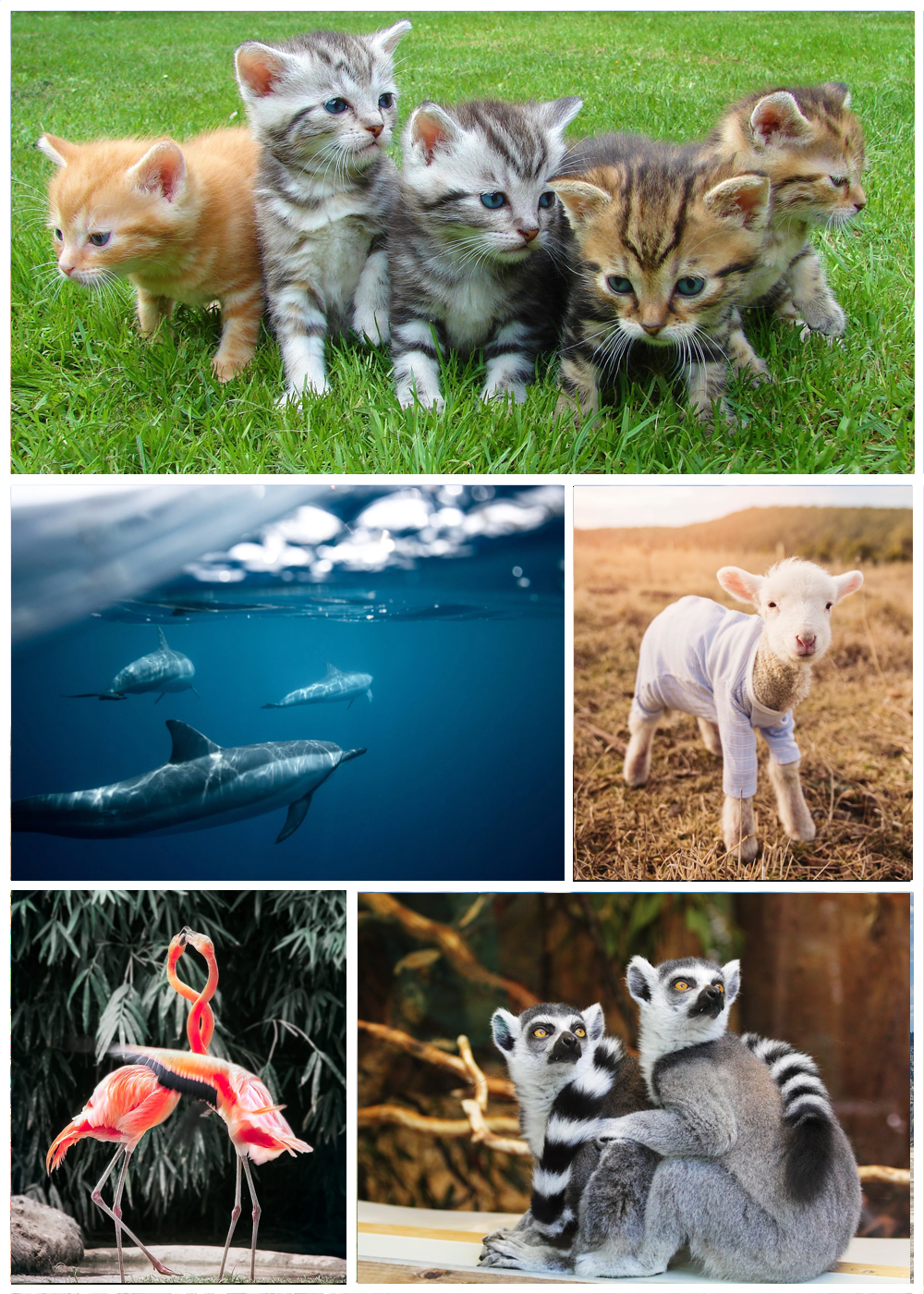 100 FUN FACTS ABOUT ANIMALS visual data 5