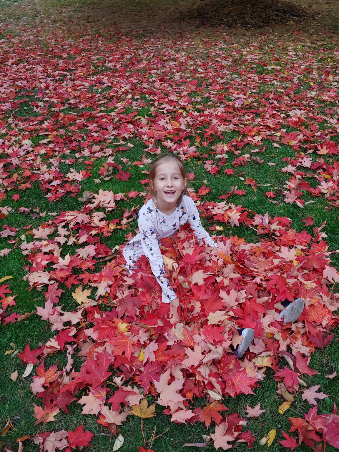 Enjoy The Beauty Of The Fall With Clever Hedgehog News For Kids