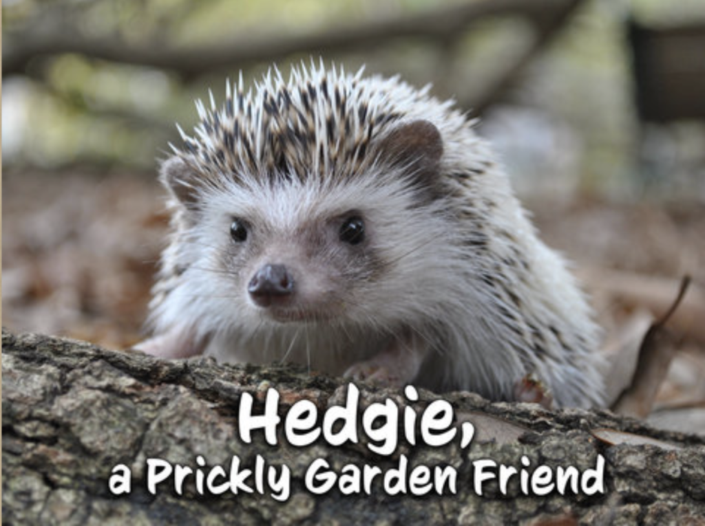 hedgie