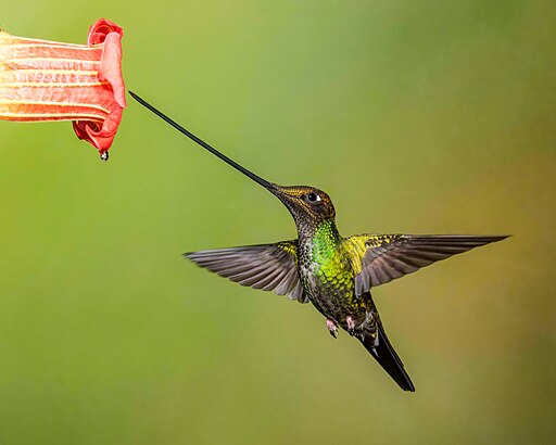 Image by PublicDomainPictures from Pixabay