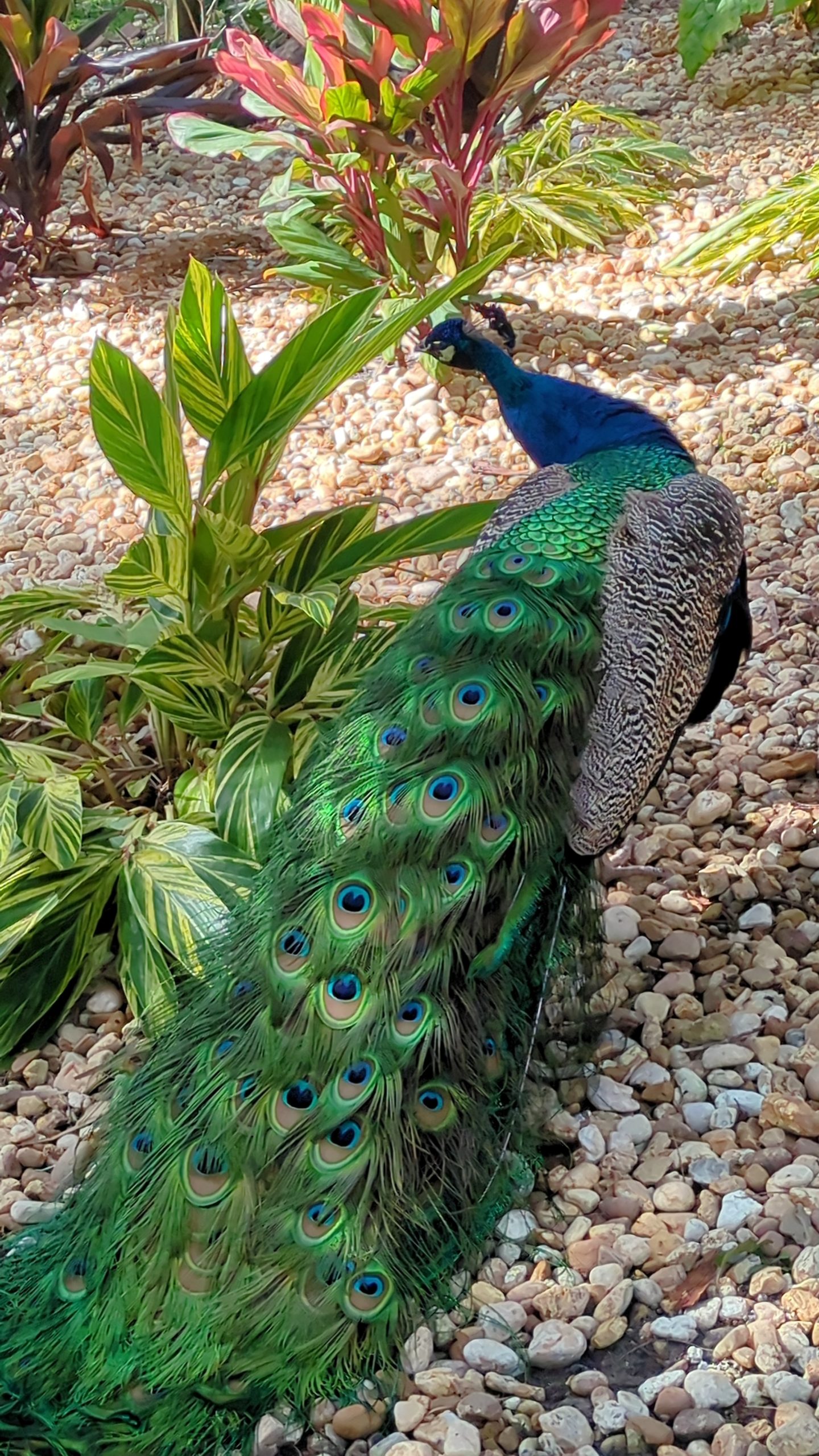 peacock павич ОЛьга