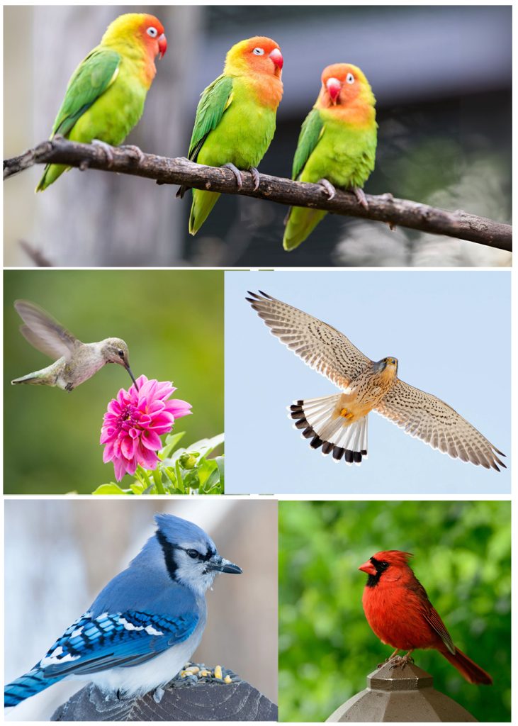 fun facts about birds for kids
